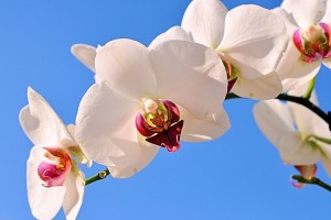 世界体操公开赛赛程合理性获好评，世界体操锦标赛2021